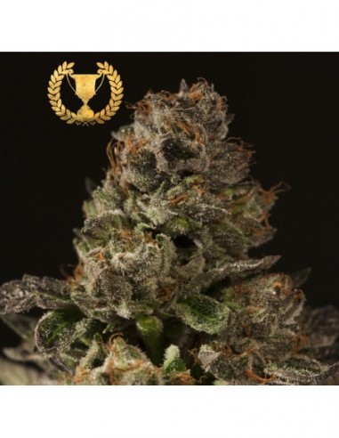 10 UND FEM - STRAWBERRY SOUR DIESEL * DEVILS HARVEST 10 UND FEMINIZADAS