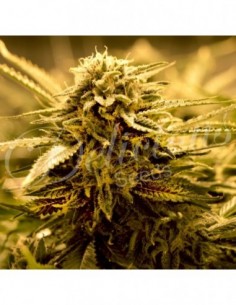 5 UND FEM - SUGAR BLACK ROSE AUTO (AUTOMATIC LINE) 