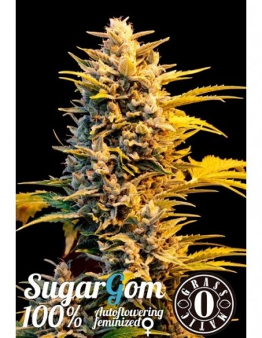 3 UND FEM - SUGAR GOM 