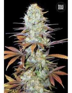 100 UND FEM - SUNMANGO 