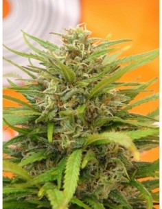 10 UND FEM - SUPER AK 