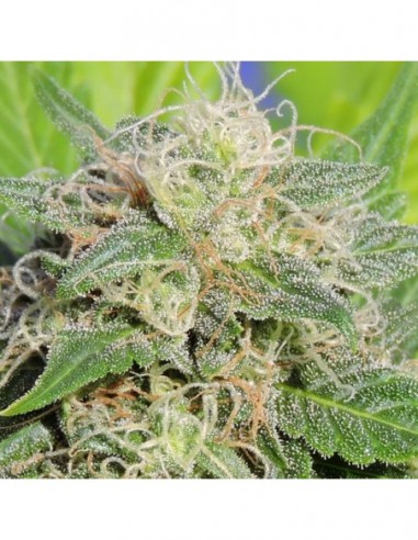 10 UND FEM - SUPER AUTO LEMON HAZE 