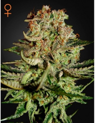 3 UND FEM - SUPER BUD 