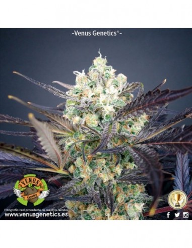 3 UND FEM - SUPER CHEESE HAZE  VENUS GENETIC 3 UND FEMINIZADAS