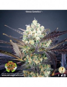 5 UND FEM - SUPER CHEESE HAZE  VENUS GENETIC 5 UND FEMINIZADAS