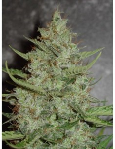 5 UND FEM - SUPER CRYSTAL 