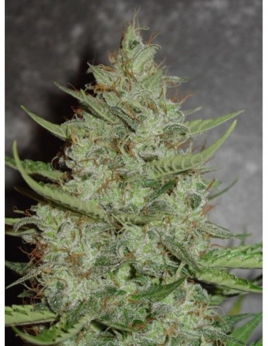 5 UND FEM - SUPER CRYSTAL 