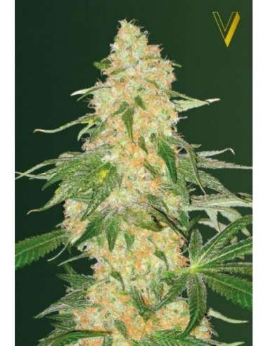 10 UND FEM - SUPER EXTRA SKUNK 