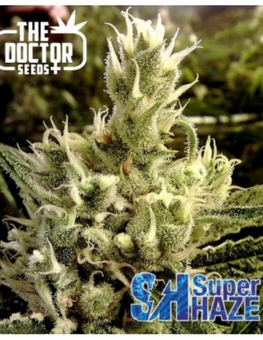 10 UND FEM - SUPER HAZE 