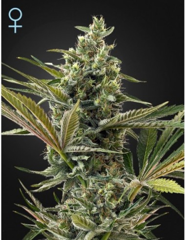 1 UND FEM - SUPER LEMON HAZE AUTO CBD * GREEN HOUSE 1 UND FEMINIZADAS