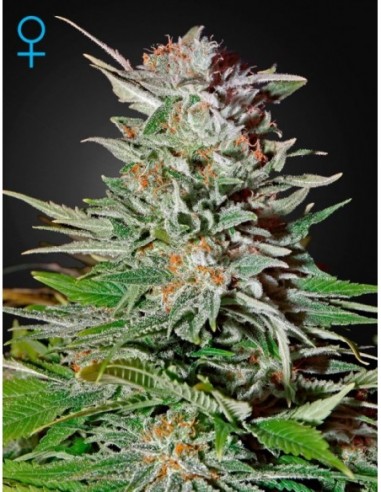 10 UND FEM - SUPER LEMON HAZE AUTO 