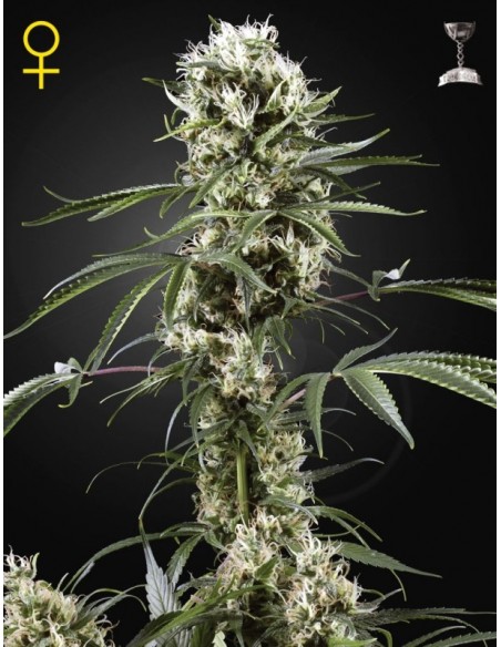 3 UND FEM - SUPER LEMON HAZE 