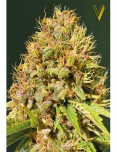 10 UND FEM - SUPER MAZAR 