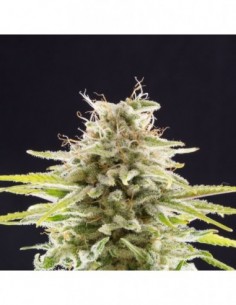 10 UND FEM - SUPER OG KUSH 