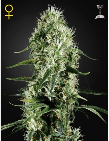 10 UND FEM - SUPER SILVER HAZE 