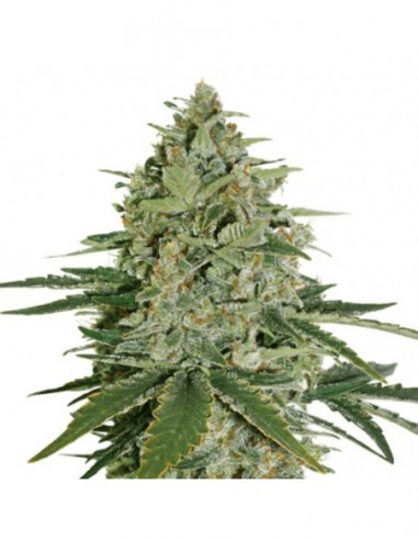 25 UND FEM - SUPER SKUNK AUTO 