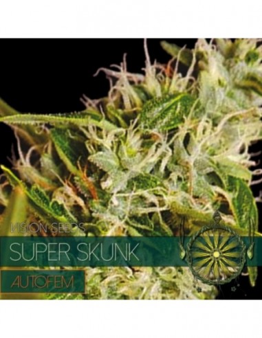 5 UND FEM - SUPER SKUNK AUTOFLOWERING (ETIQUETA FRANCESA) * VISION SEEDS 5 UND FEMINIZADAS