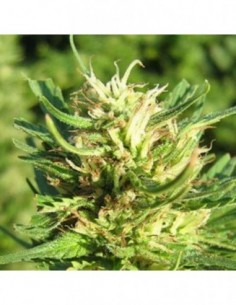 3 UND FEM - SUPER SKUNK * NIRVANA 3 UND FEMINIZADAS