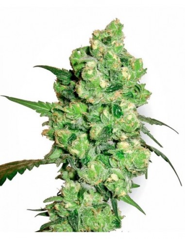 5 UND FEM - SUPER SKUNK 