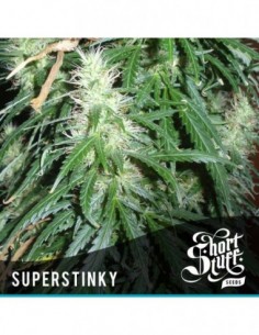 5 UND FEM - SUPER STINKY (SUPER AUTO) 
