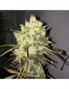 10 UND FEM - SUPREME CBD DURBAN 