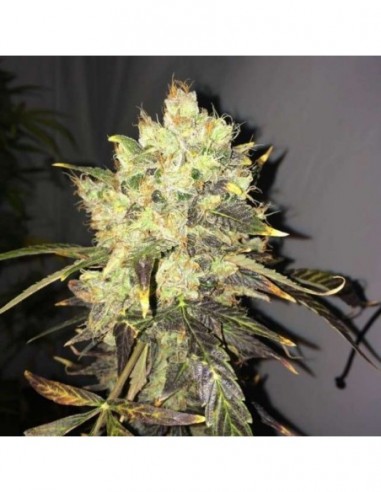 10 UND FEM - SUPREME CBD DURBAN 