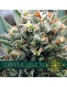 5 UND FEM - SUPREME LEMON (ETIQUETA FRANCESA) 