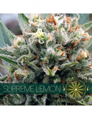 5 UND FEM - SUPREME LEMON 