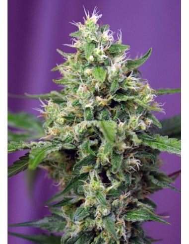 100 UND FEM - SWEET AMNESIA HAZE XL AUTO ® 