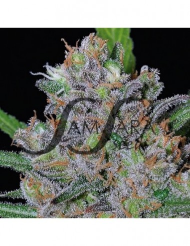 5 UND FEM - SWEET BLACK ANGEL (SAMSARA) 