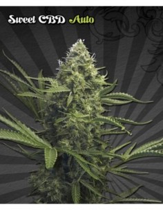 5 UND FEM - SWEET CBD AUTO * AUTO SEEDS 5 UND FEMINIZADAS