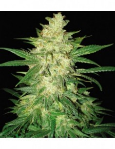 12 UND FEM - COLOMBIAN GOLD RYDER 