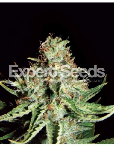 3 UND FEM - SWEET CREAM AUTO XXL 