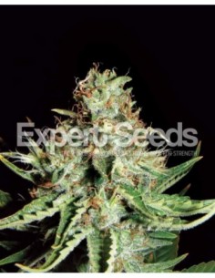 10 UND FEM - SWEET CREAM AUTO XXL