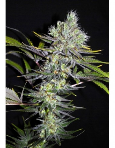 5 UND REG - SWEET 'N SOUR WIDOW * CBD CREW SEEDS 5 UND REGULARES