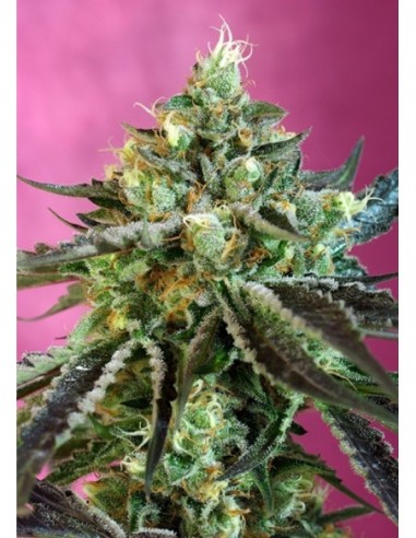 5 UND FEM - SWEET NURSE AUTO CBD ® 