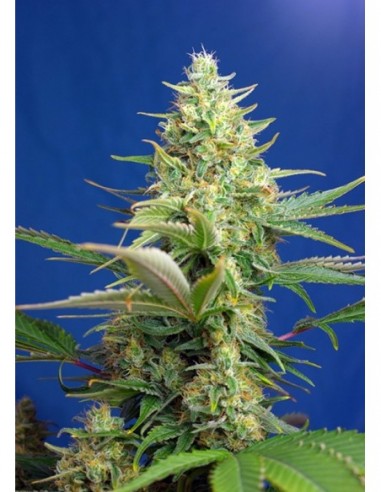25 UND FEM - SWEET PURE AUTO CBD ® 