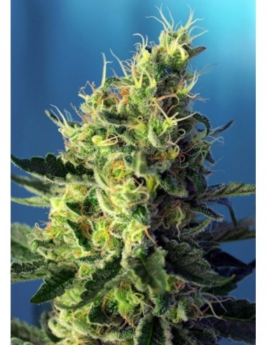 100 UND FEM - SWEET PURE CBD ® 