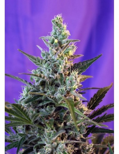 3 UND FEM - SWEET SKUNK AUTO ® 