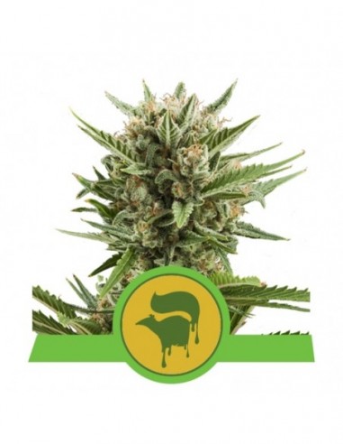 5 UND FEM - SWEET SKUNK AUTOMATIC 