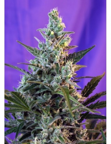 3 UND FEM - SWEET SKUNK F1 FAST VERSION ® 