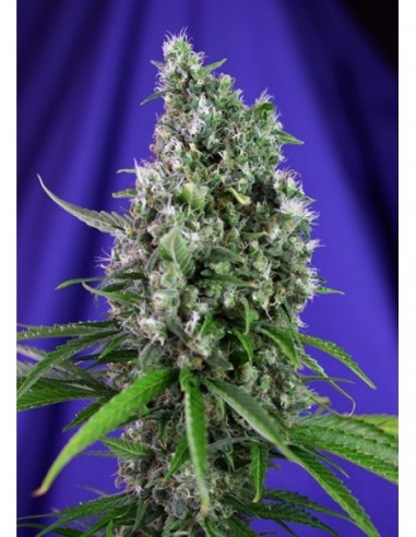 5 UND FEM - SWEET TRAINWRECK AUTO ® 