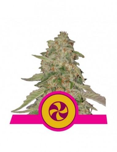 5 UND FEM - SWEET ZZ USA PREMIUM 