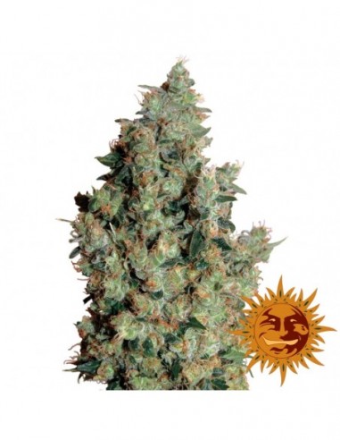 1 UND FEM - TANGERINE DREAM 