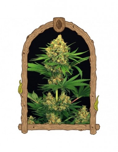 25 UND FEM - TANGERINE KUSH 