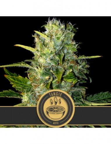 6 UND FEM - TANGIE AUTO 