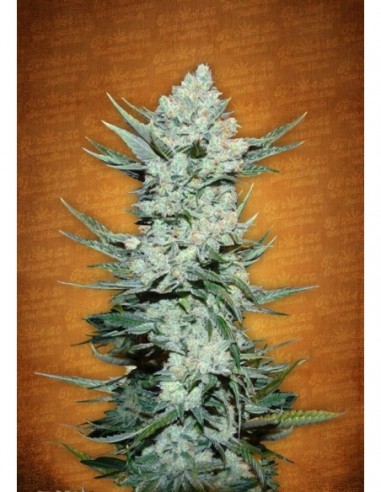 10 UND FEM - TANGIE MATIC 