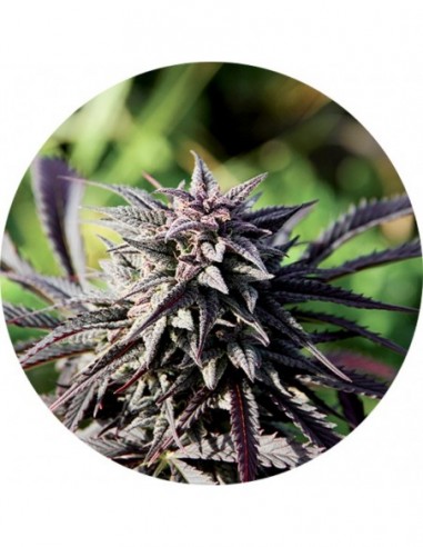 10 UND REG - TAO PURPLE 