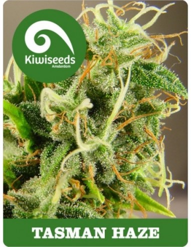 5 UND FEM - TASMAN HAZE 