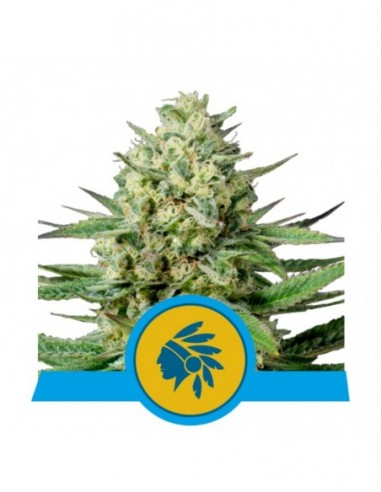 3 UND FEM - TATANKA PURE CBD 